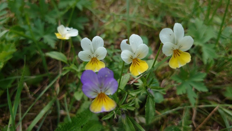 Sony Xperia 1 - makro záber