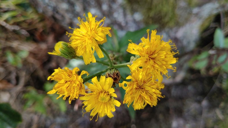 LG G8S ThinQ - makro záber