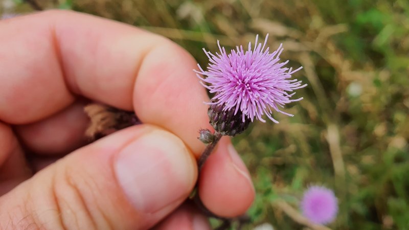 Samsung Galaxy Note 10 - testovací záber z fotoaparátu