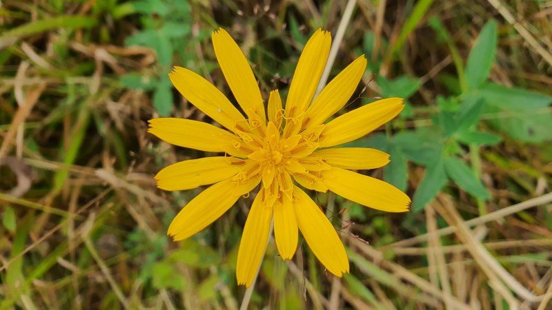 Samsung Galaxy Note 10 - testovací záber z fotoaparátu