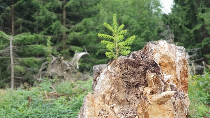 Samsung Galaxy Note 10 - testovací záber z fotoaparátu