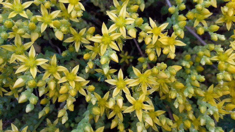 Samsung Galaxy A20e - makro záber