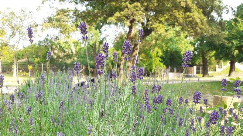 Samsung Galaxy A20e - HDR záber