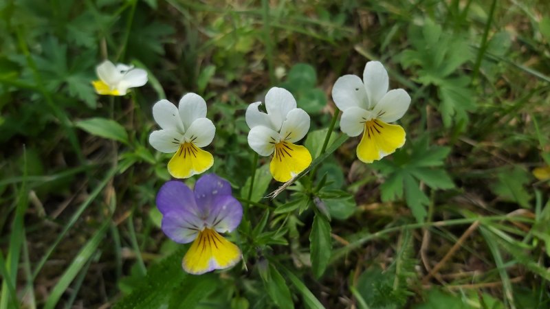 Samsung Galaxy A70 - makro záber v automatickom režime