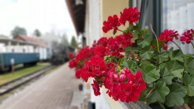 Samsung Galaxy A70 - detailný bokeh záber (dynamické zaostrenie)